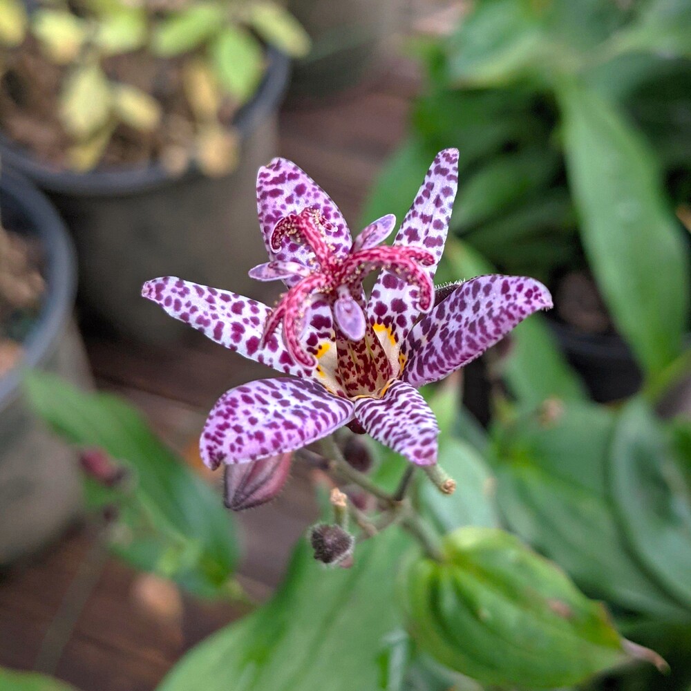 Трициртис (садовая орхидея) Дарк Бьюти 1 шт