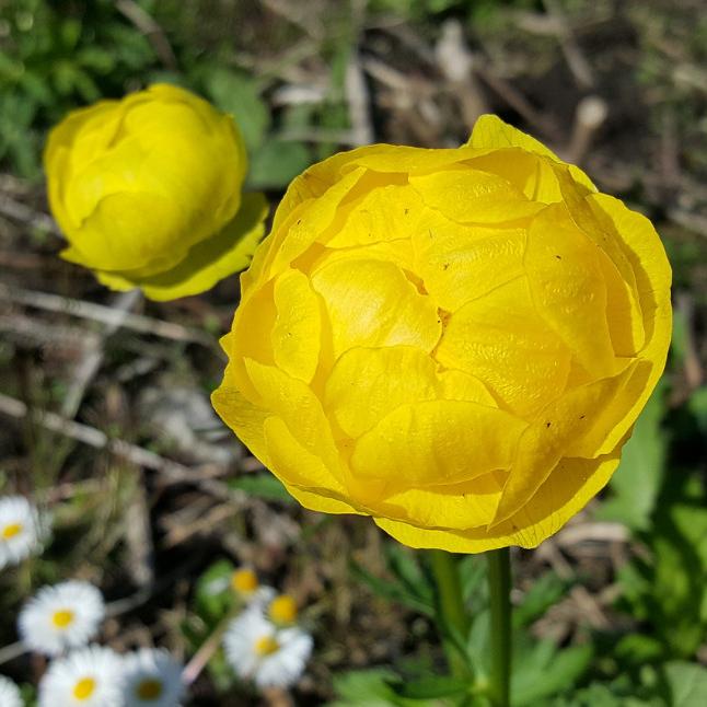 Купальница лемон куин фото и описание