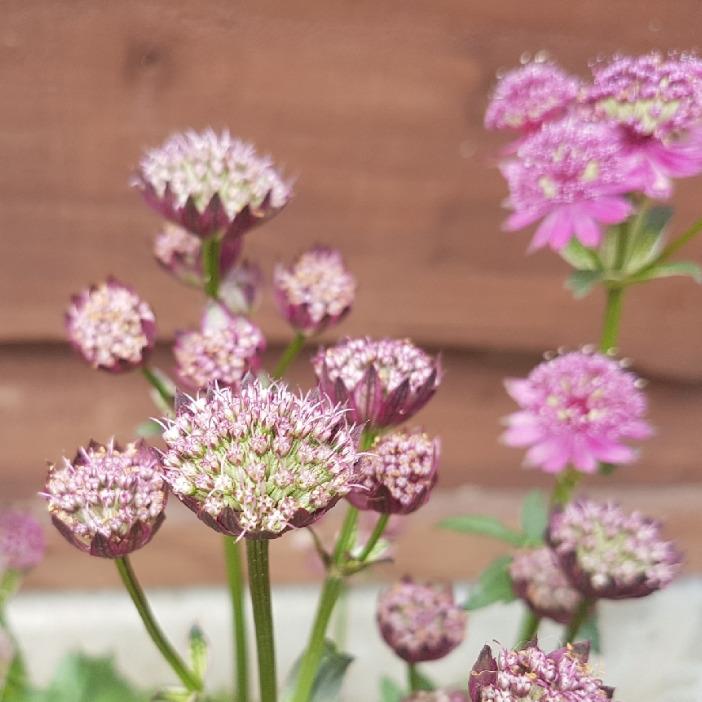 Astrantia ROMA срезка