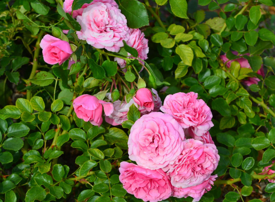 Роза почвопокровная Четыре сезона – купить в питомнике Дирижер Сада