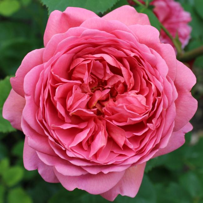 Роза английская Принцесса Александра оф Кент