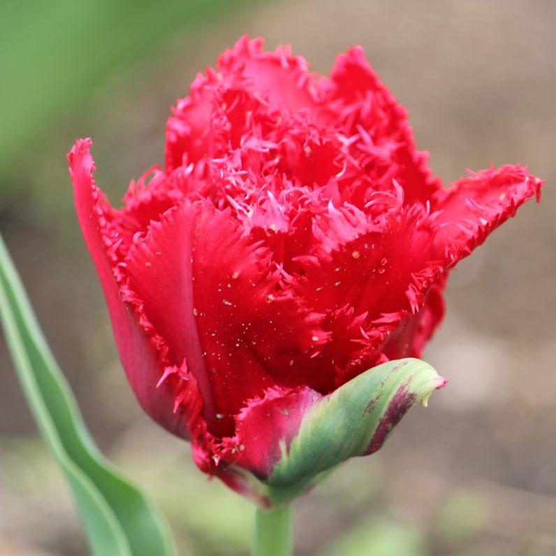 Тюльпан бахромчатый Лайон Кинг 5 шт.