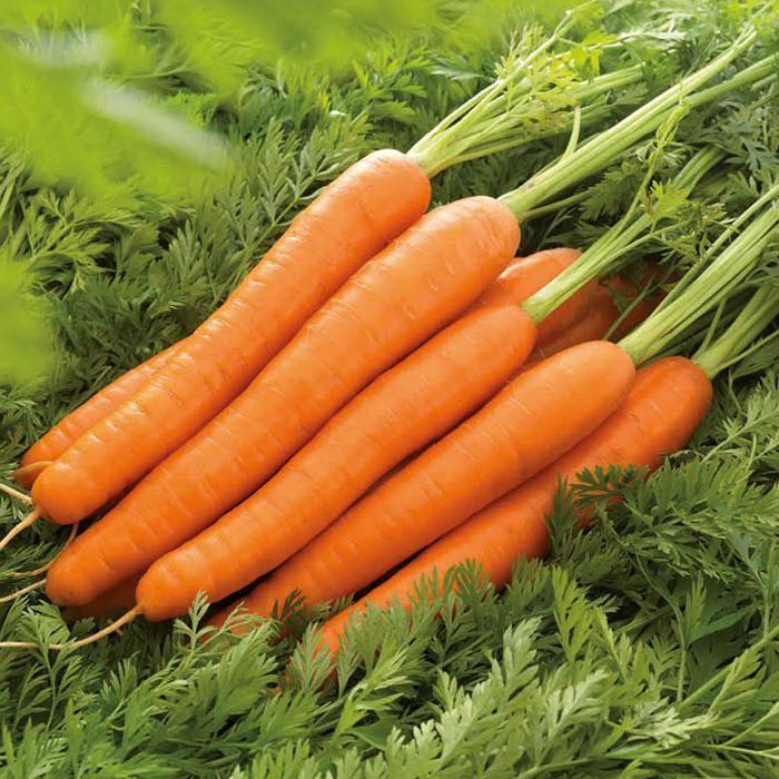 Морковь Лагуна F1, семена
