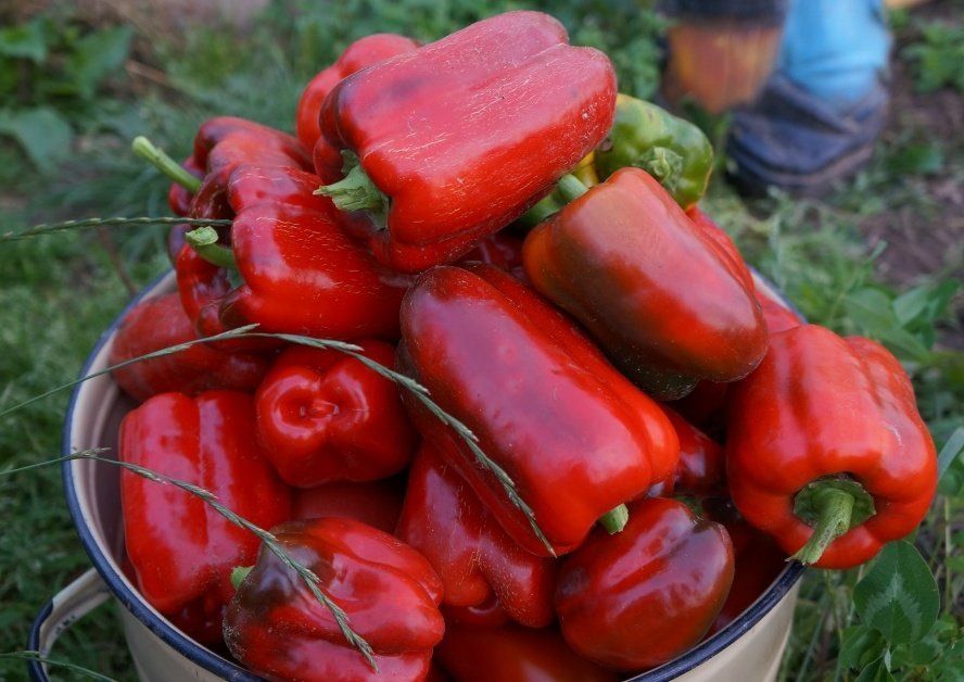 Перец сладкий Калифорнийское чудо, семена