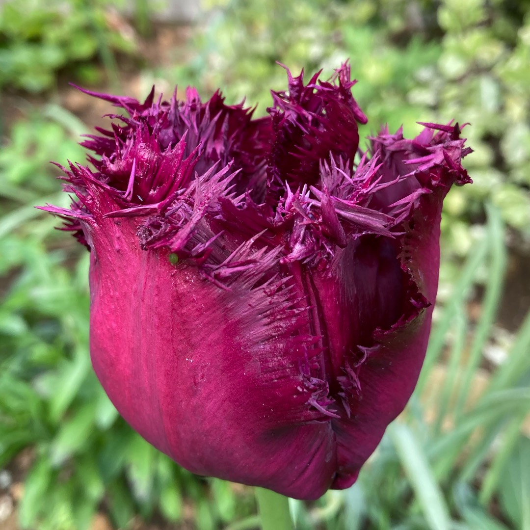 Тюльпан бахромчатый Горилла 5 шт.