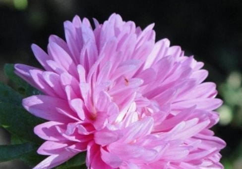 Астра Серебристо-розовая, однолетняя (розовидная) 0,3 г