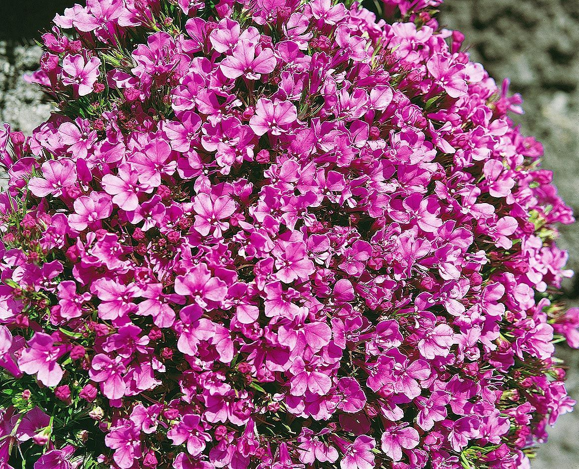 Лобелия Ривьера розовая, семена