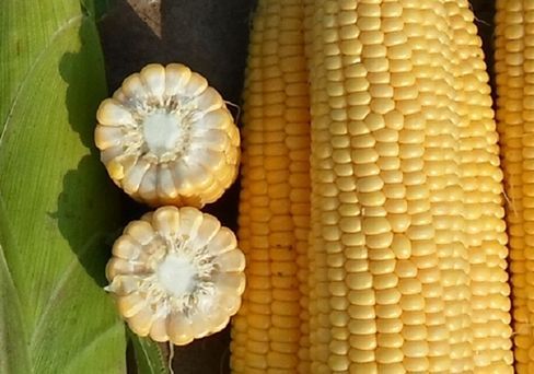 Кукуруза Золотой батам, семена 10 г