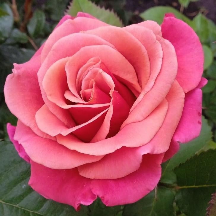 Роза чайно-гибридная Мирабай