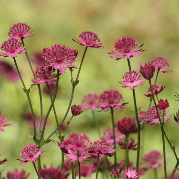 Астранция Astrantia Major rubra