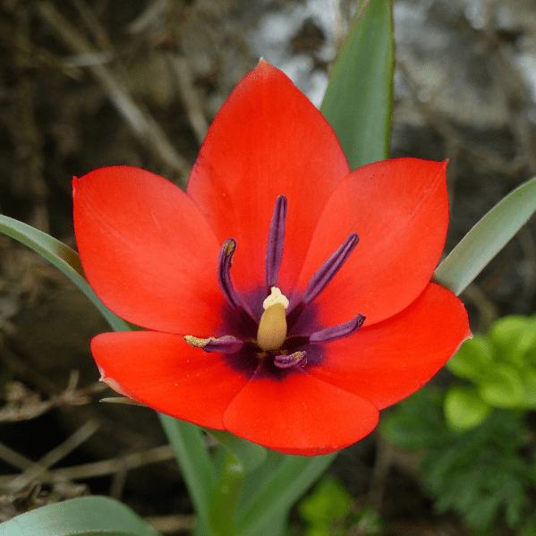 Тюльпан ботанический Ред Хантер 10 шт.