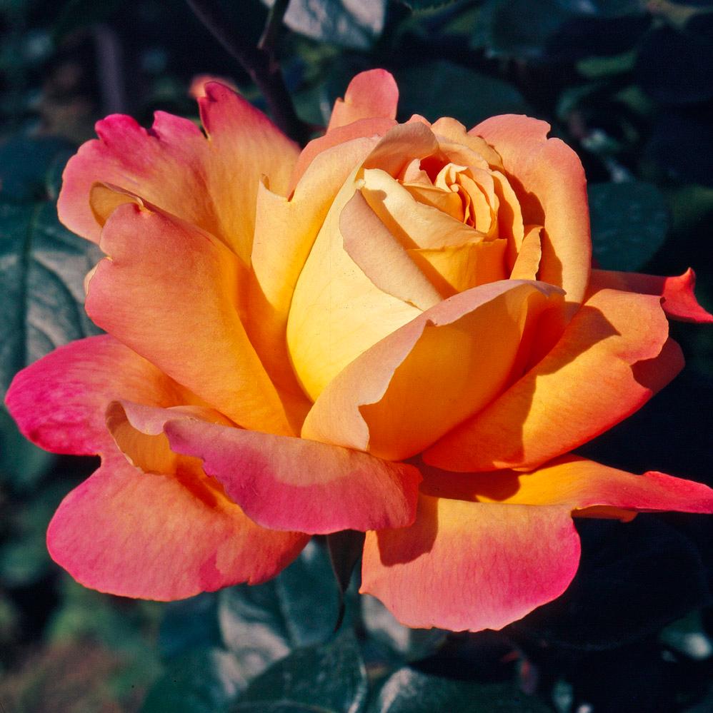 Роза чайно-гибридная Луи де Фюнес