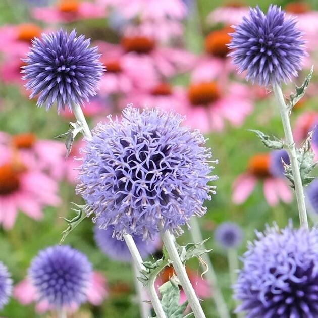 Эхинопс Veitch’s Blue 1 шт.