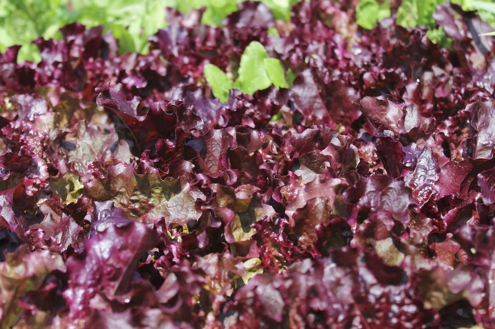 Салат листовой Пурпур, семена 1 г