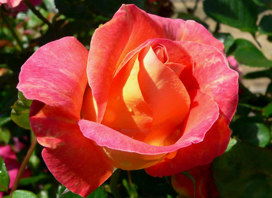 Роза шраб Декор Арлекин