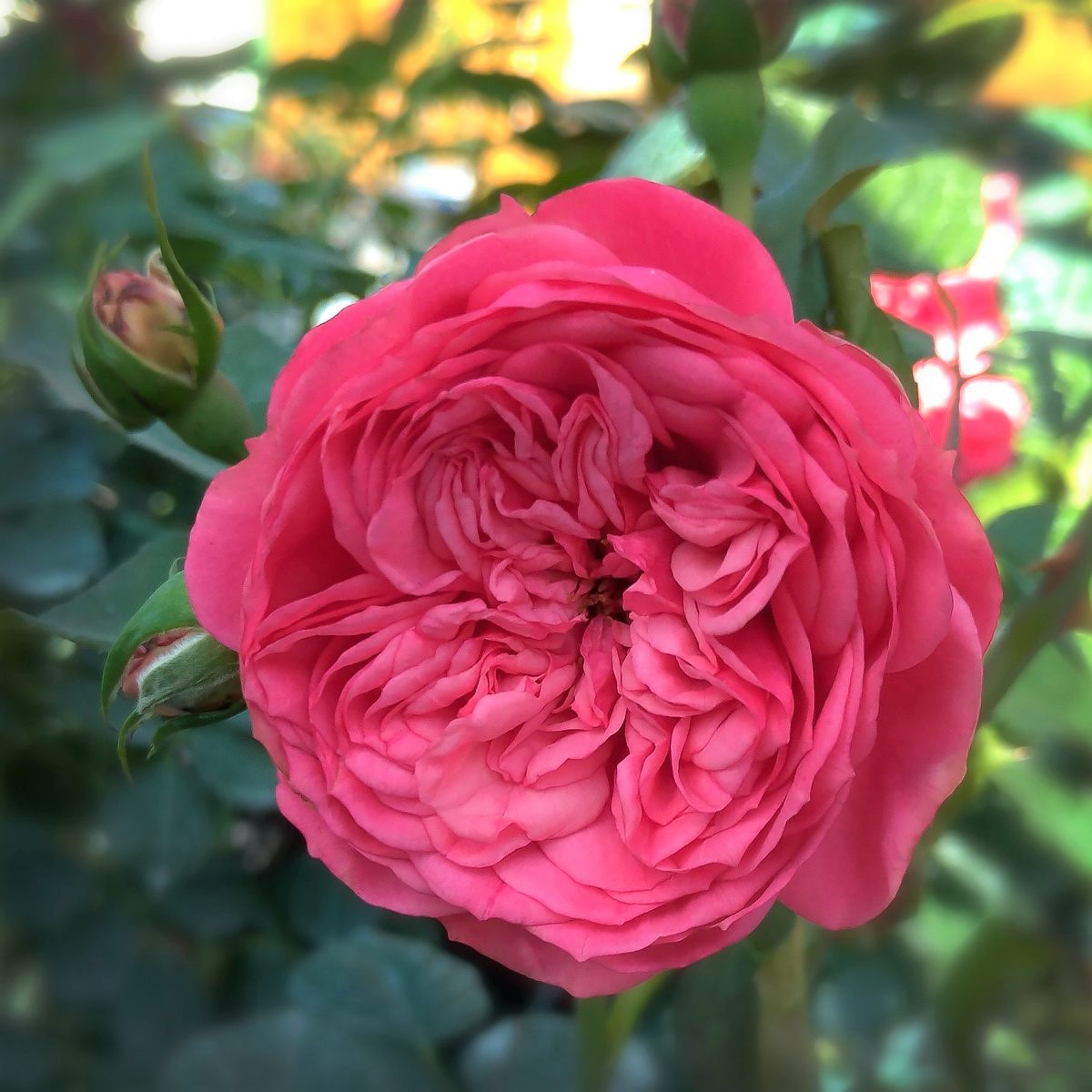 Роза чайно-гибридная Пинк Пиано