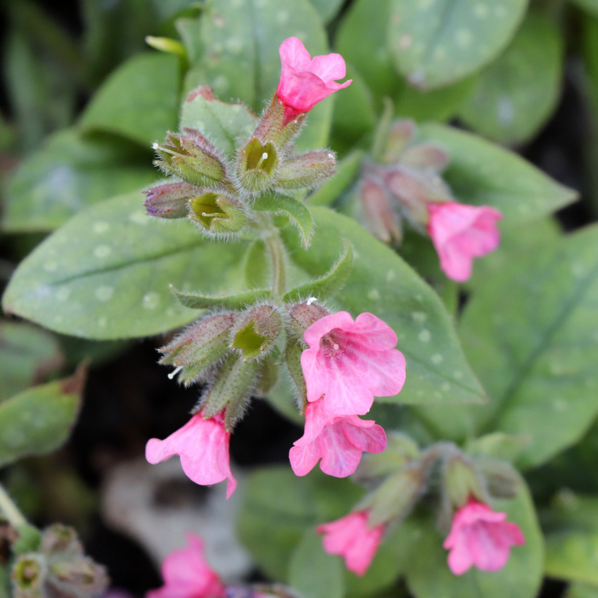 Pulmonaria saccharata