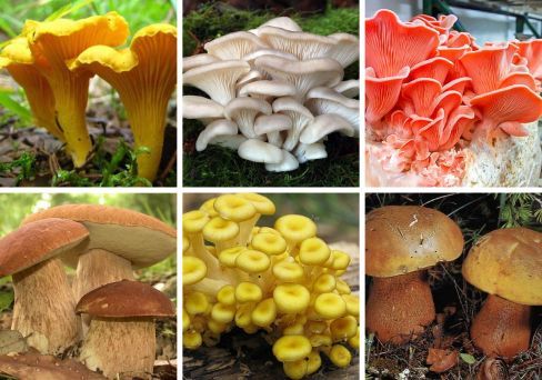Комплект мицелия грибов 11 видов