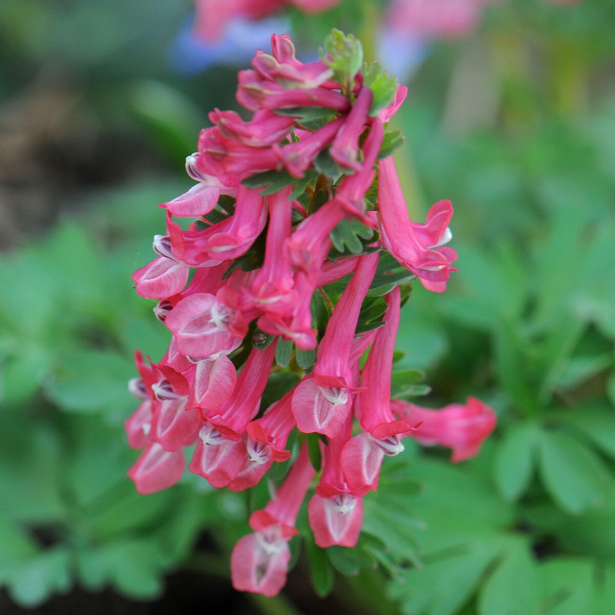 Хохлатка (Corydalis) Бет Эванс 1 шт.