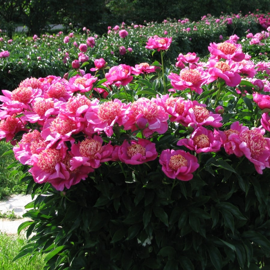 Пион молочноцветковый Неон (Paeonia lactiflora Neon