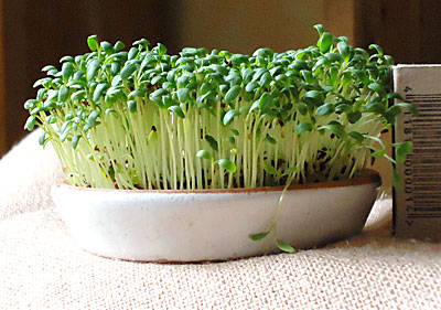 Кресс-салат Весенний, семена