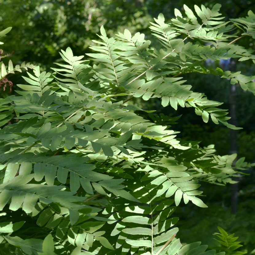 Osmunda japonica. Чистоуст величавый. Чистоуст японский.