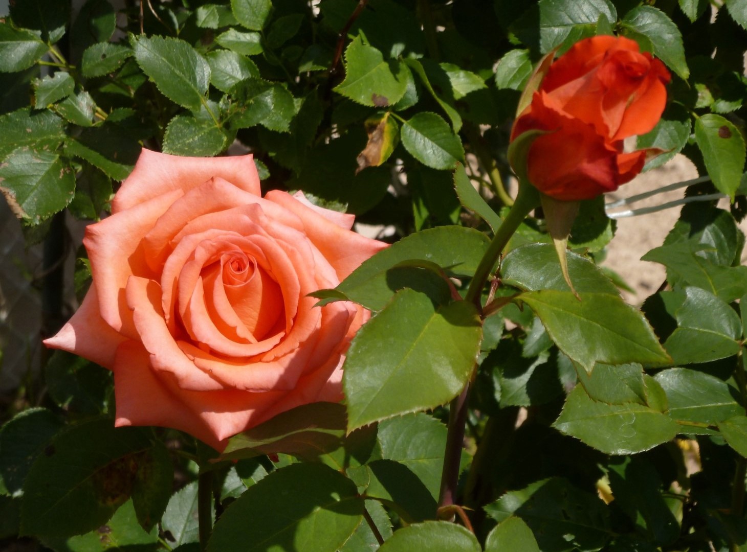 Роза чайно-гибридная Импульс – купить в питомнике Дирижер Сада