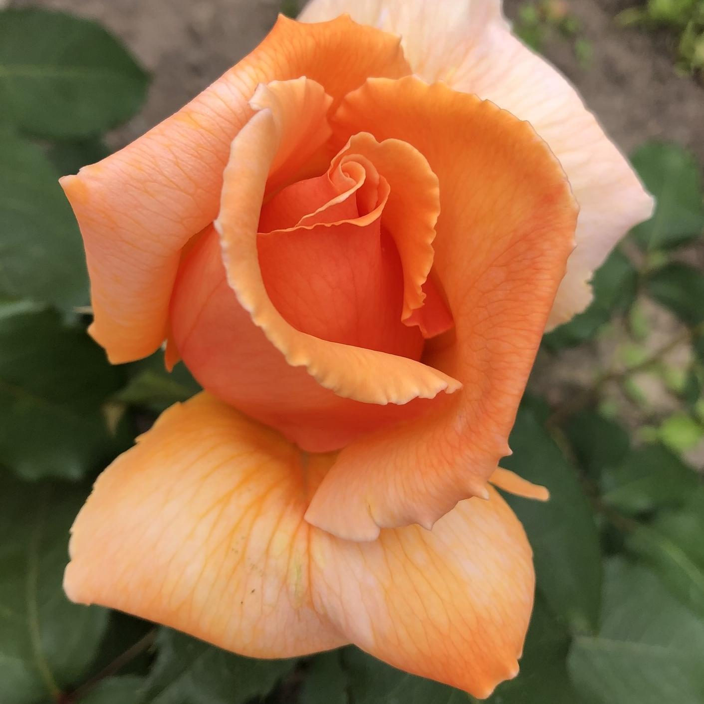 Роза чайно-гибридная Капучино