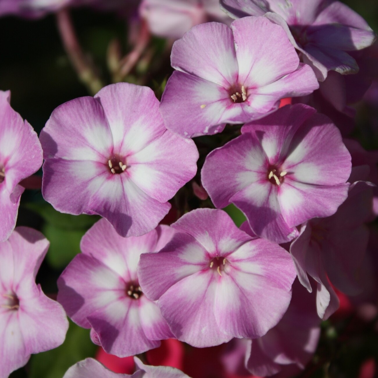 Флокс Pink Lady (amplifolia) 1 шт.