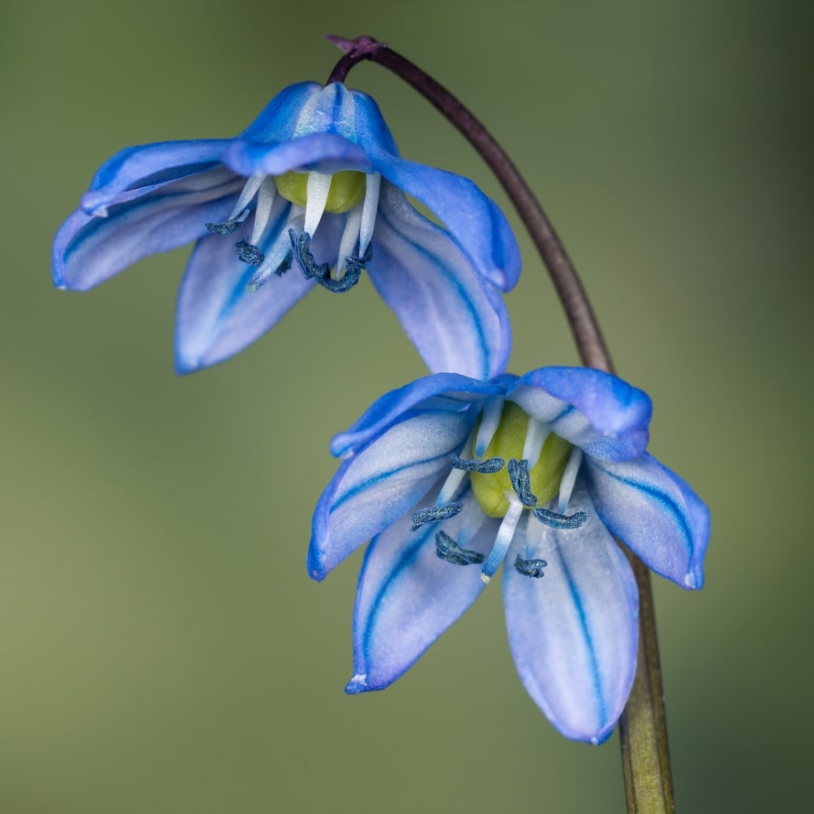 Сцилла bifolia rosea