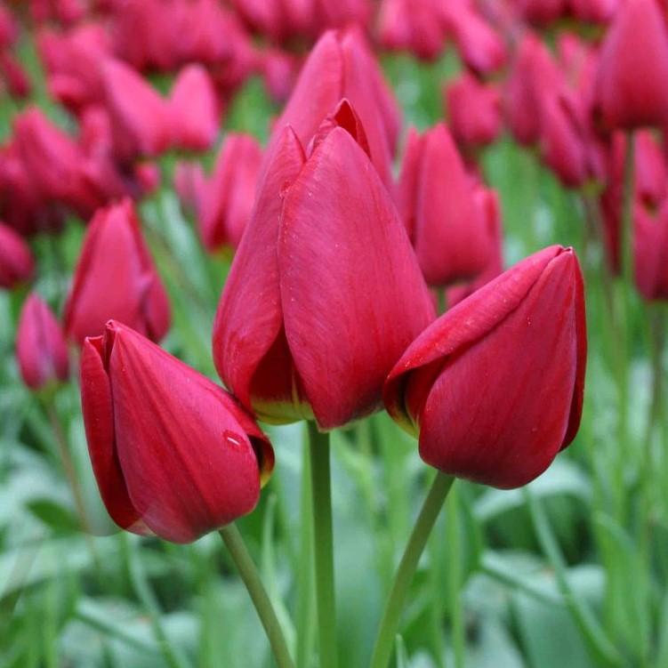 Тюльпан многоцветковый Мери Го Раунд 8 шт.