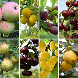 Комплект из плодовых деревьев "Агроном" 8 деревьев