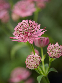 Astrantia ROMA срезка