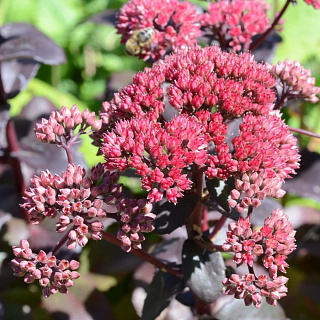 Очиток толстоветвистый Sedum pachyclados