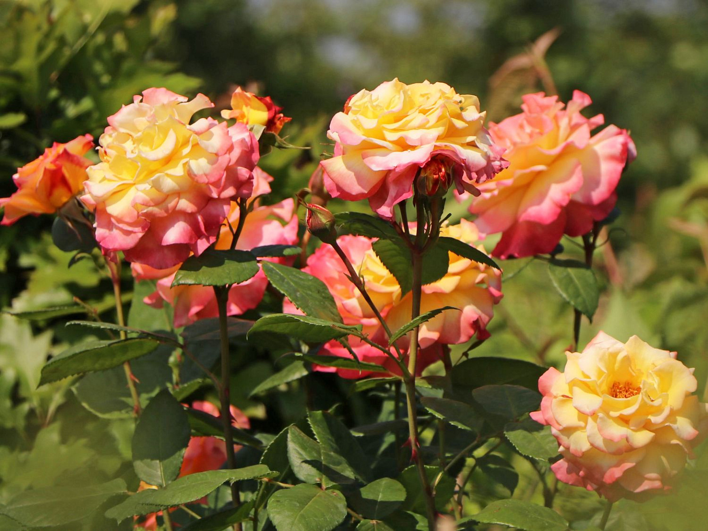 Роза Акварель из скромной розочки превратилась в яркую красотку.