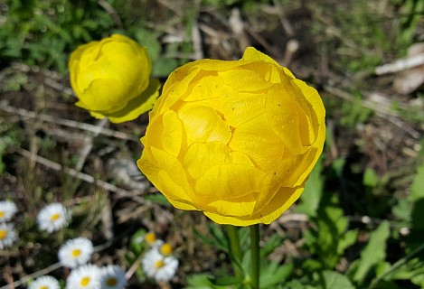 Купальница Lemon Queen 1 шт.