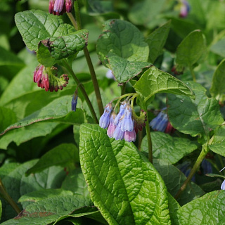 Окопник Hidcote Blue 1 шт.