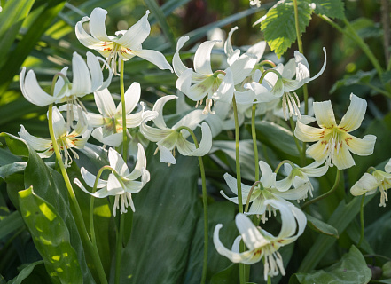 Эритрониум (Erythronium) Уайт Бьюти, 3 шт.