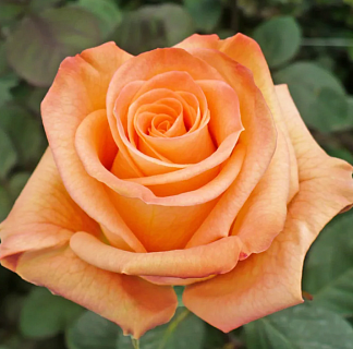 Роза чайно-гибридная Карпе Дием