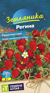 Земляника ремонтантная Регина, семена