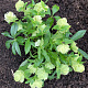 Морозник Double Ellen Green ® Trademark 1 шт.