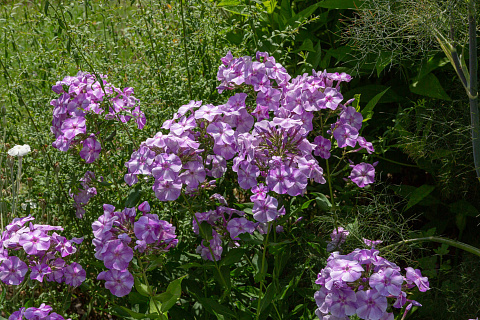 Флокс Sternhimmel 1 шт.