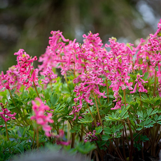 Хохлатка (Corydalis) Бет Эванс 1 шт.