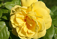 Роза флорибунда Чайнатаун