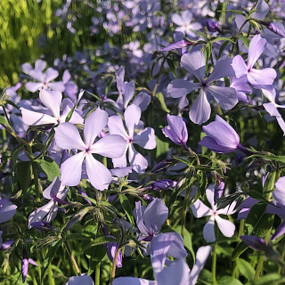 Флокс Clouds of Perfume 1 шт.