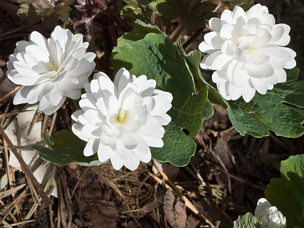 Сангвинария Flora Plena 1 шт.