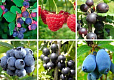 Комплект из ягодных кустарников 15 кустарников
