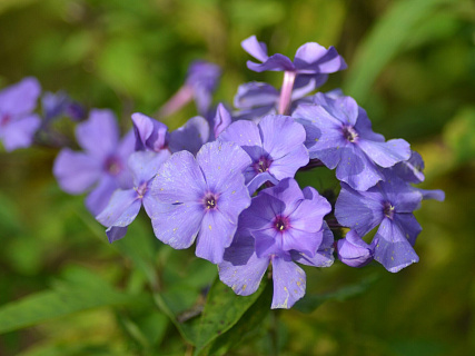 Флокс Blue Paradise 1 шт.