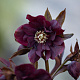 Морозник Double Ellen Purple ® Trademark 1 шт.