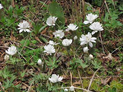 Сангвинария Flora Plena 1 шт.